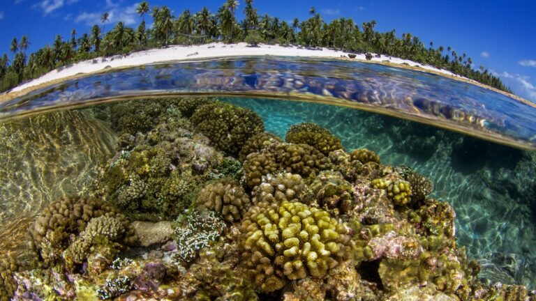 Coraux colorés et plage tropicale, révélant la beauté du monde sous-marin.