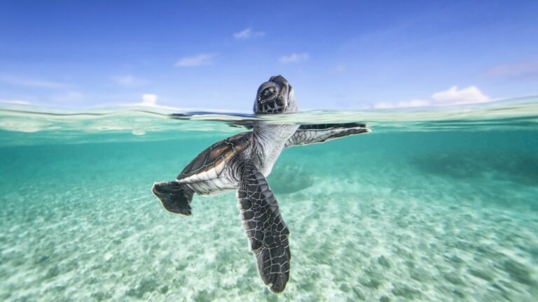 Tortue nageant dans des eaux cristallines, symbole de la biodiversité marine.