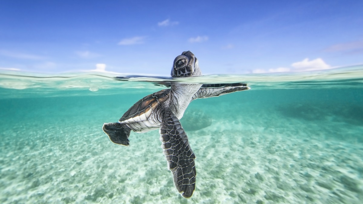Tortue nageant dans des eaux cristallines, symbole de la biodiversité marine.