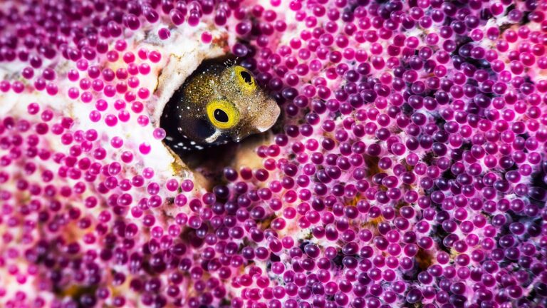 Poisson caché parmi des œufs colorés dans un environnement sous-marin vibrant et fascinant.