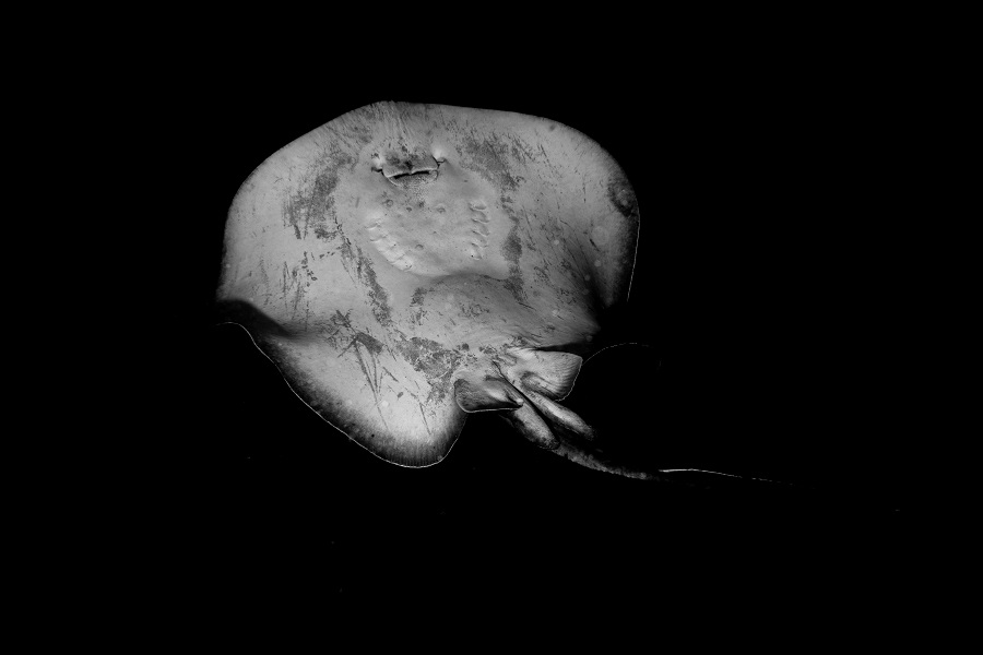 Hippocampe d'argent - Catégorie Portfolio amateur © Nicolas Huet - FIISM 2024