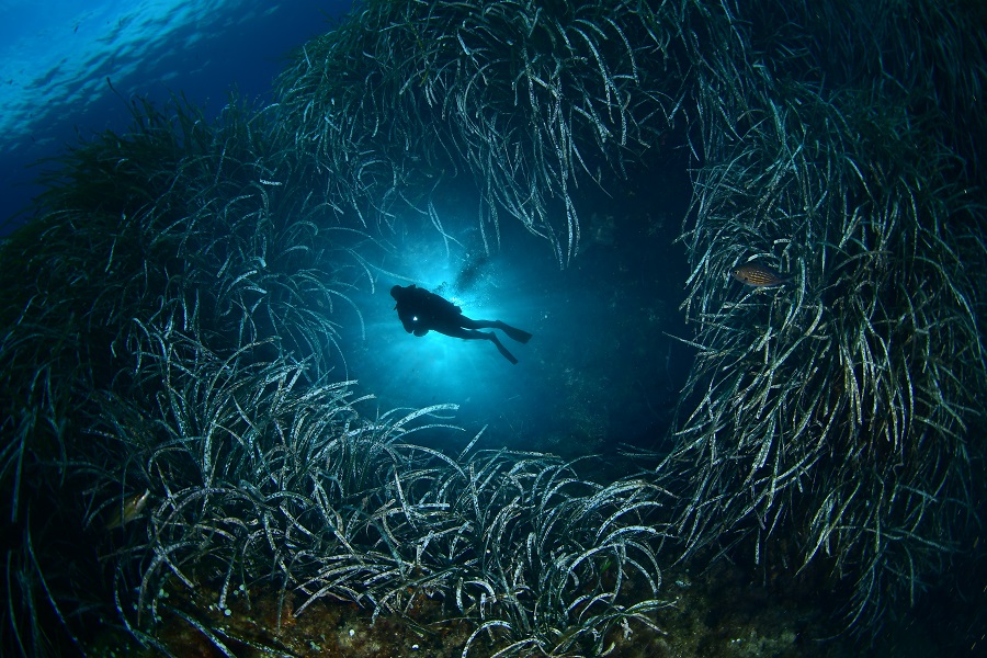 3ème prix © Véronique Würmli-Baudot - Championnats de France de photo et vidéo sous-marine