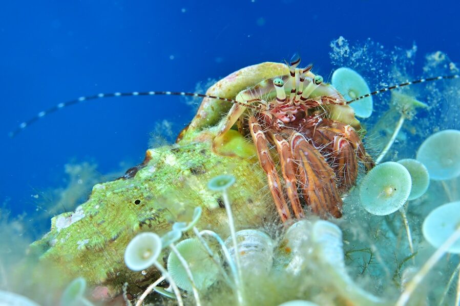 2ème prix © Julien Carpels - Championnats de France de photo et vidéo sous-marine