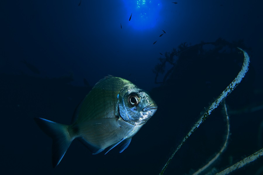 2ème prix © Julien Carpels - Championnats de France de photo et vidéo sous-marine