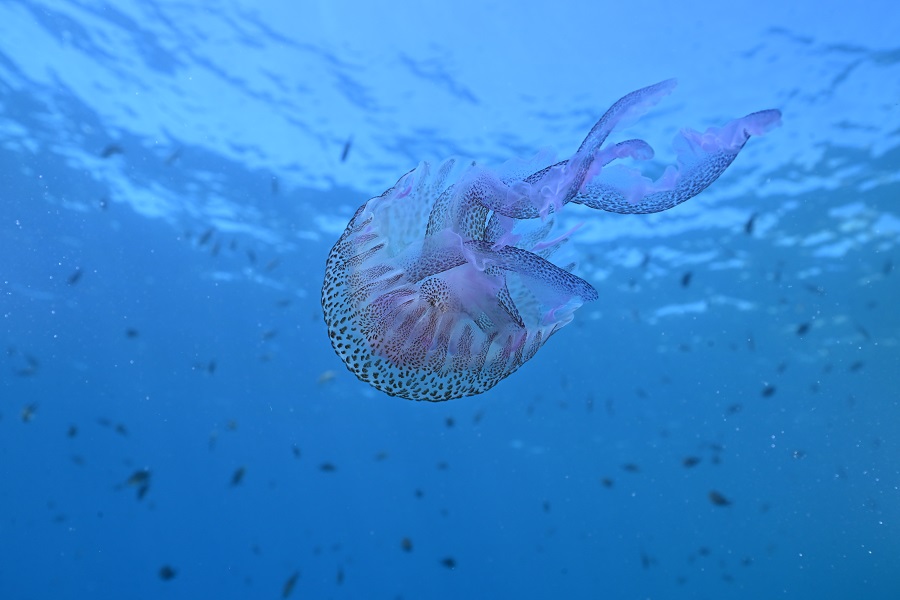 1er prix © Tony Viacara - Championnats de France de photo et vidéo sous-marine