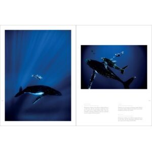 Guilaume NERY – A PLEIN SOUFFLE page inter 2 Des plongeurs nagent gracieusement aux côtés de majestueuses baleines dans les profondeurs bleues, illustrant l'harmonie m...
