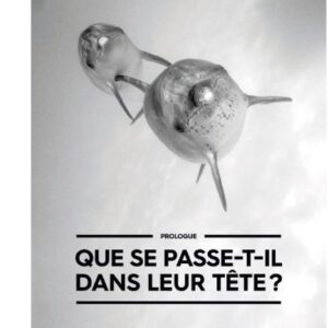 content (1)bis Deux dauphins nagent gracieusement dans l'océan, illustrant la beauté mystérieuse de la vie marine. #Océan