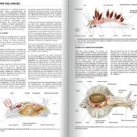 guides-limaces-de-mer-1-1 Explorez l'anatomie fascinante des limaces de mer, créatures essentielles à la biodiversité marine, dans ce guide illustré.