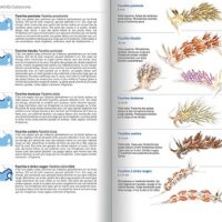 guides-limaces-de-mer-4-1 Guide illustré des fascinantes limaces de mer, mettant en lumière la biodiversité marine essentielle pour les plongeurs pa...