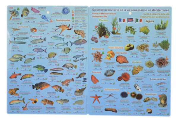 turt17 Guide illustré de la vie sous-marine en Méditerranée, incluant poissons, algues et invertébrés.