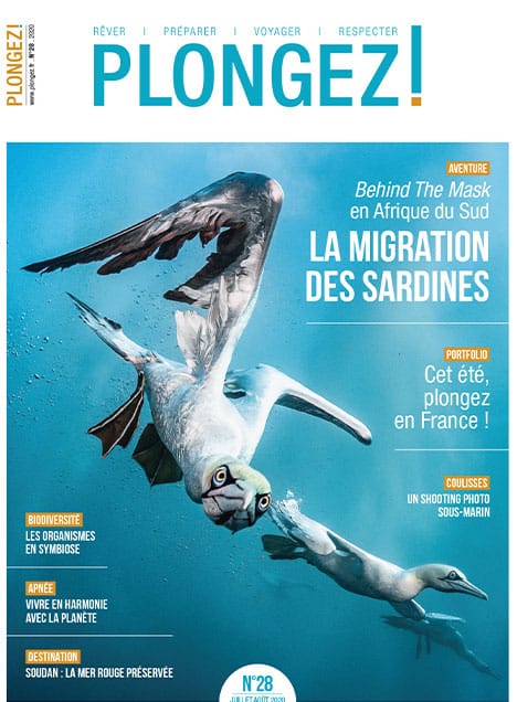 Explorez la spectaculaire migration des sardines en Afrique du Sud, un phénomène fascinant pour les passionnés de plongée.