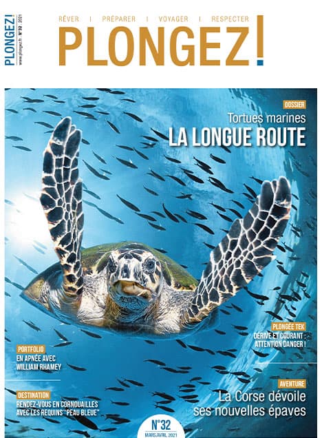 Une tortue marine nage gracieusement parmi les poissons, illustrant la beauté et la diversité de l'écosystème marin.
