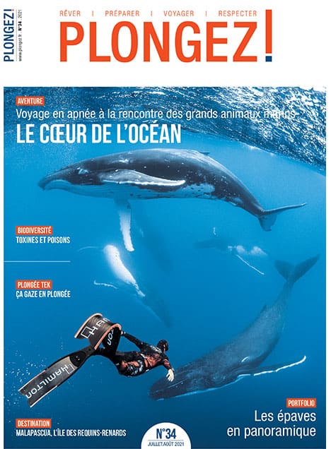 Plongez au cœur de l'océan pour une aventure inoubliable en apnée avec les majestueux géants marins. #Aventure