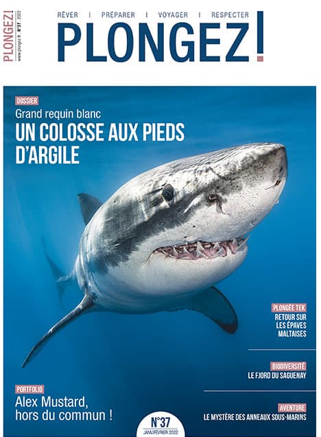 Explorez la majesté du grand requin blanc dans un dossier captivant de Plongez!, révélant les mystères de l'environnement ...