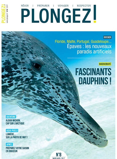 Un dauphin tacheté nage gracieusement, illustrant la richesse de la biodiversité marine dans les eaux tropicales.