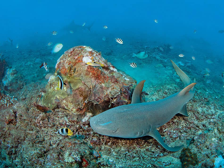 Plongee Beqa Lagoon Fidji 6