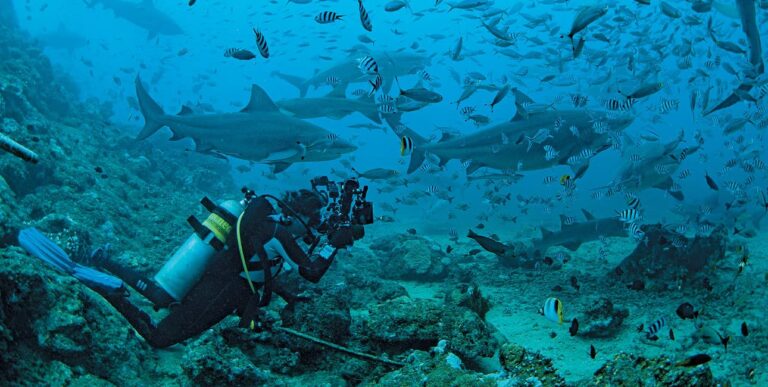 Un plongeur capture la majesté des requins dans le lagon de Beqa, Fidji, un paradis pour les passionnés de biodiversité ma...