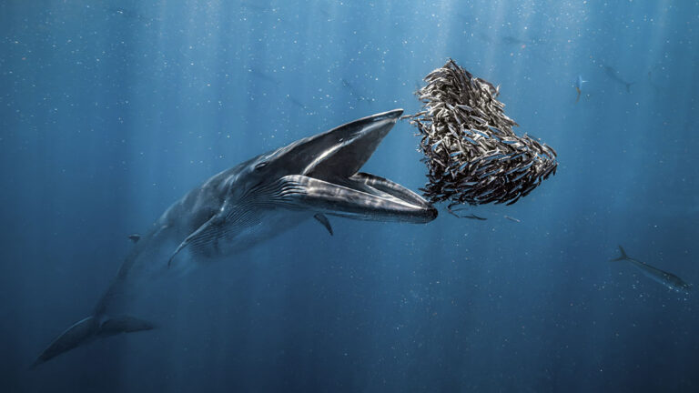 Une baleine majestueuse chasse un banc de poissons dans les profondeurs bleues, illustrant la richesse de la biodiversité ...
