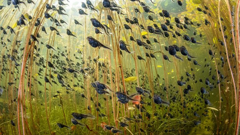 Une multitude de têtards évolue dans un ballet aquatique entre les tiges immergées, révélant la richesse de la biodiversit...