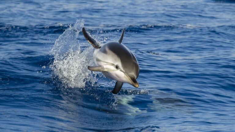 Un dauphin bondit gracieusement hors de l'eau, illustrant la beauté dynamique de la faune marine lors d'une plongée d'expl...