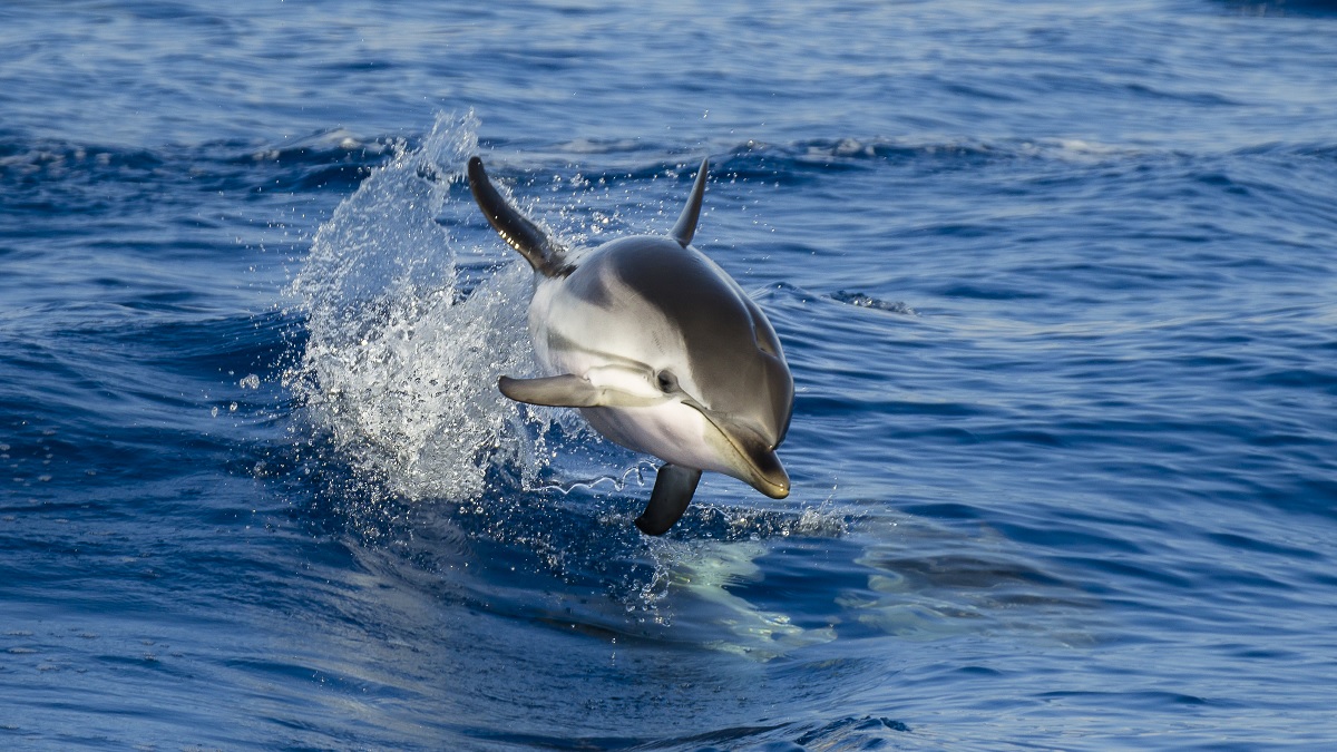 Un dauphin bondit gracieusement hors de l'eau, illustrant la beauté dynamique de la faune marine lors d'une plongée d'expl...