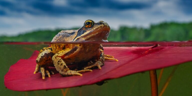 Une grenouille repose sur une feuille de nénuphar, illustrant l'harmonie de la biodiversité aquatique.