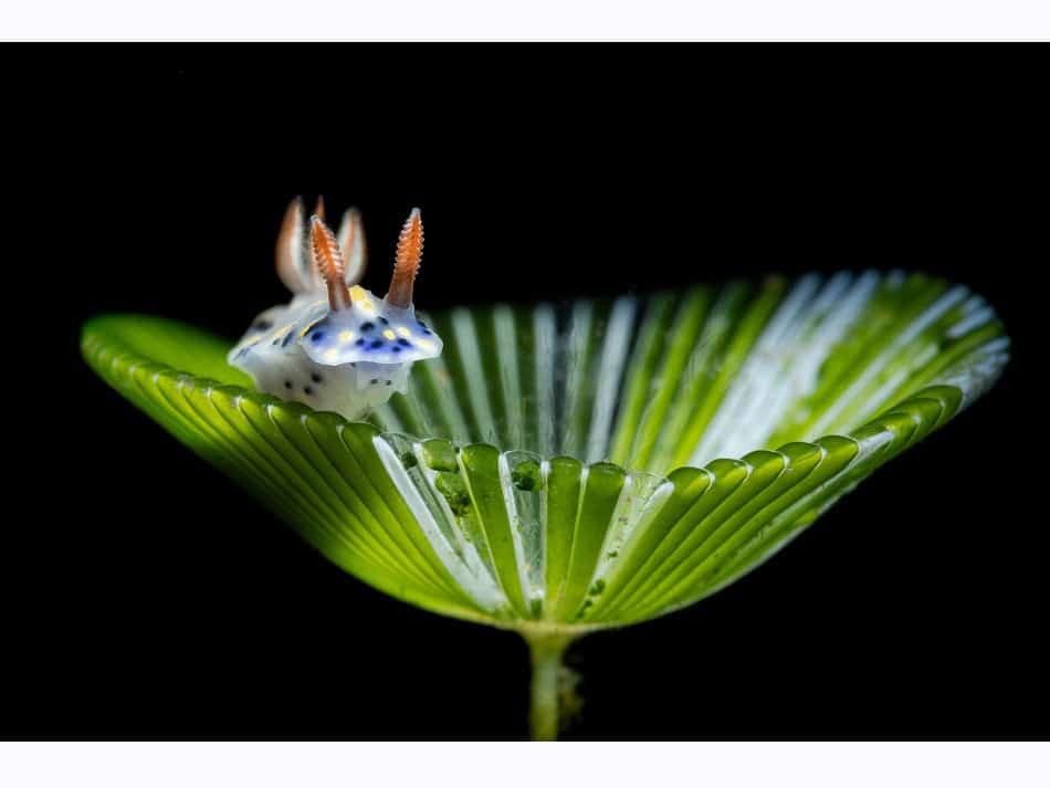 Giancarlo Mazarese Macro 2 World Shootout 2024
