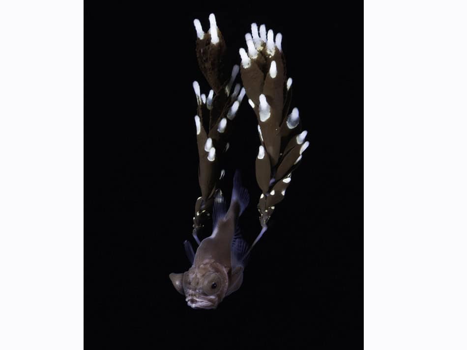 Ocean Art 2024 Blackwater 3 Yoichi Sato