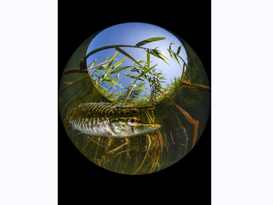 Ocean Art 2024 Compact Grand Angle 2 Enrico Somogyi