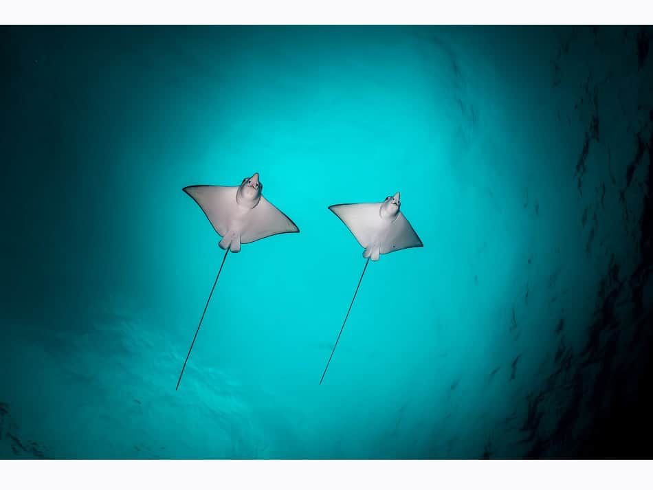 Ocean Art 2024 Compact Grand Angle 3 Marco Lausdei