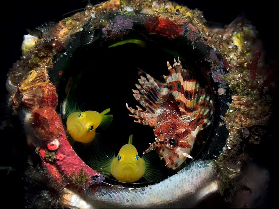Ocean Art 2024 Compact Macro 3 Jayson Apostol