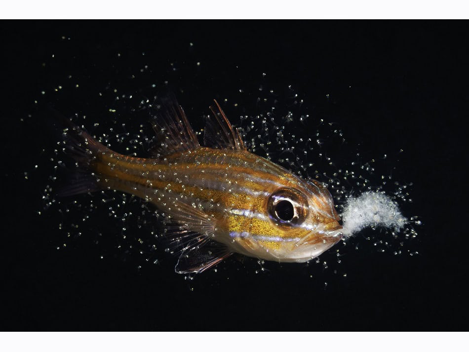 Ocean Art 2024 Comportement 1 Yoichi Sato