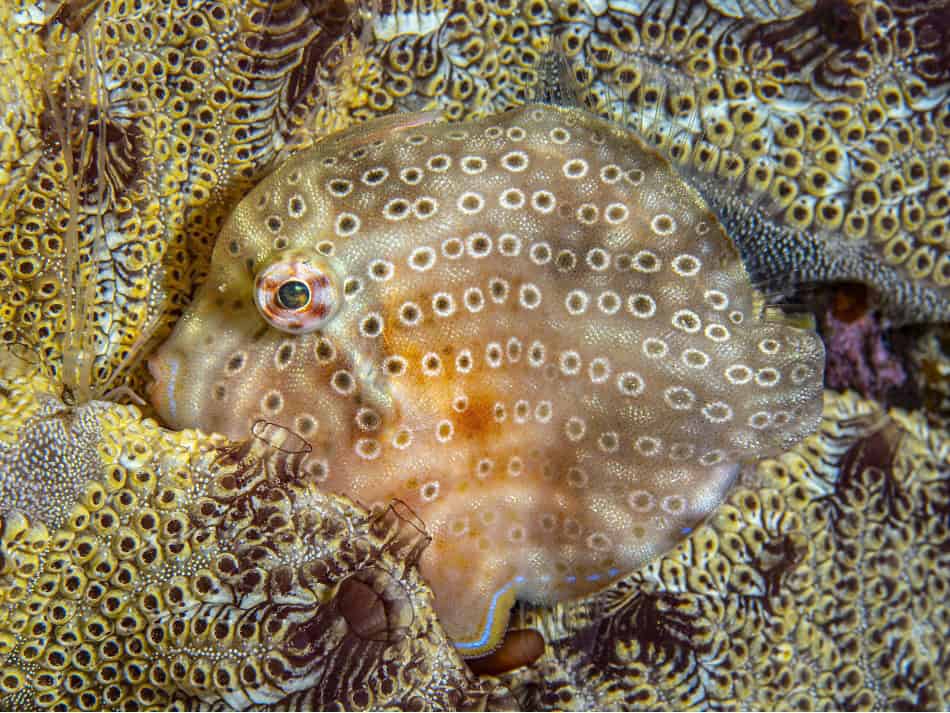 Ocean Art 2024 Macro 2 Immogen Manins