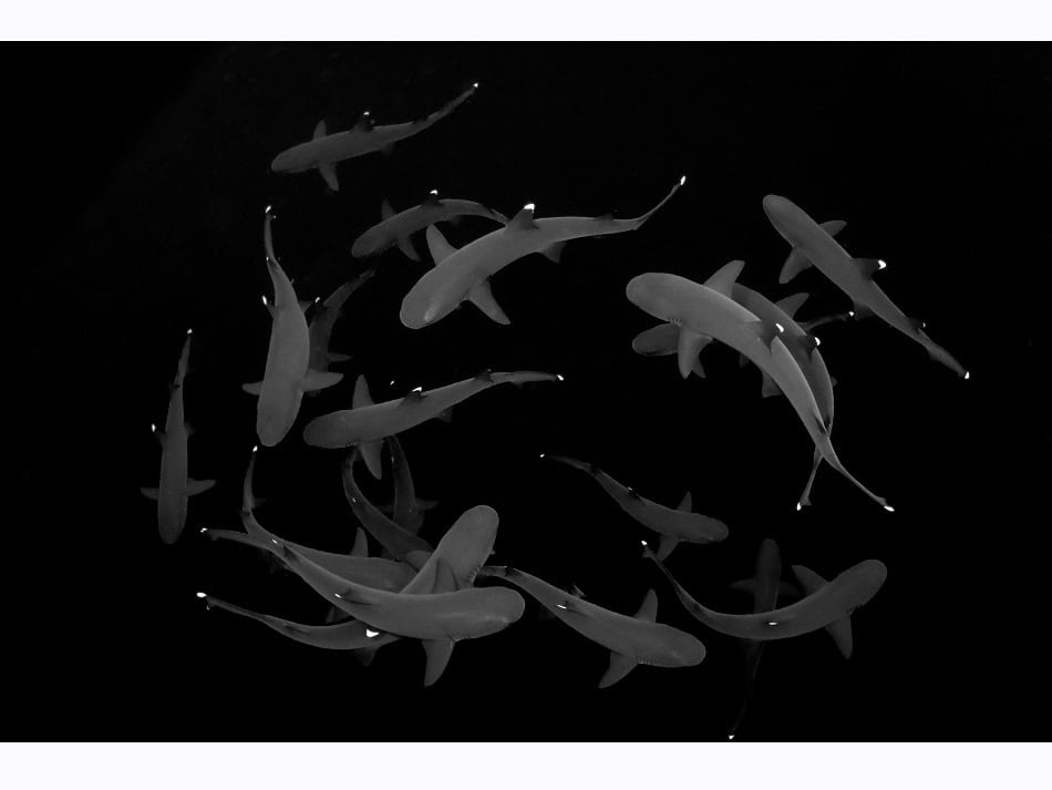 Ocean Art 2024 Noir Et Blanc 1 Eduardo Labat
