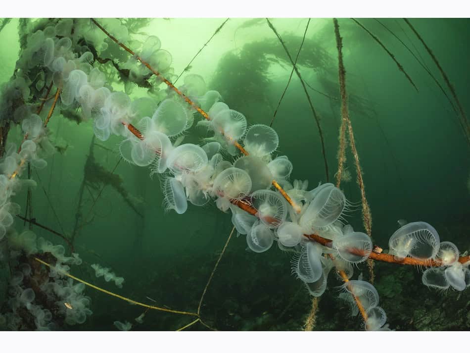 Ocean Art 2024 Nudibranches 1 Borut Furlan