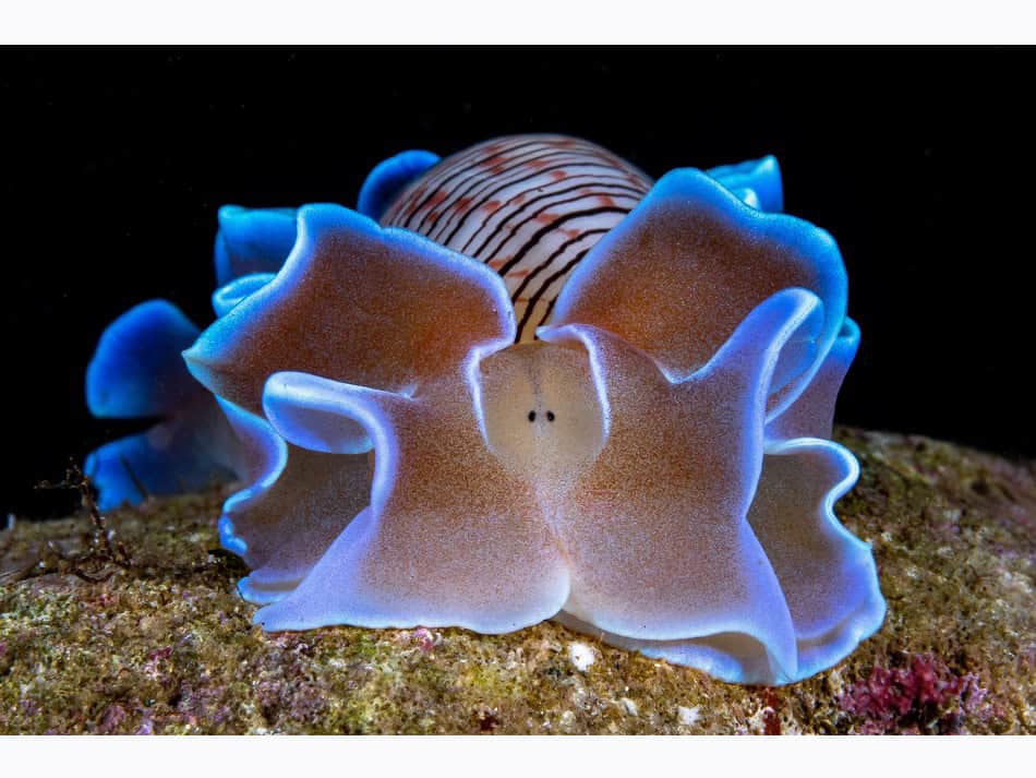 Ocean Art 2024 Nudibranches 3 David Pleuvret