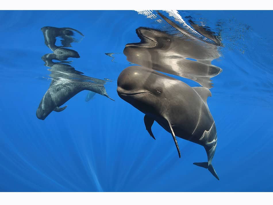 Ocean Art 2024 Portrait 2 Eduardo Acevedo