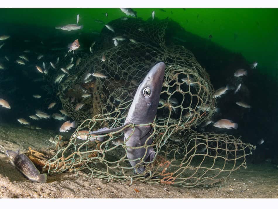 Ocean Art 2024 Protection Milieu 3 Dawn Mcdonald