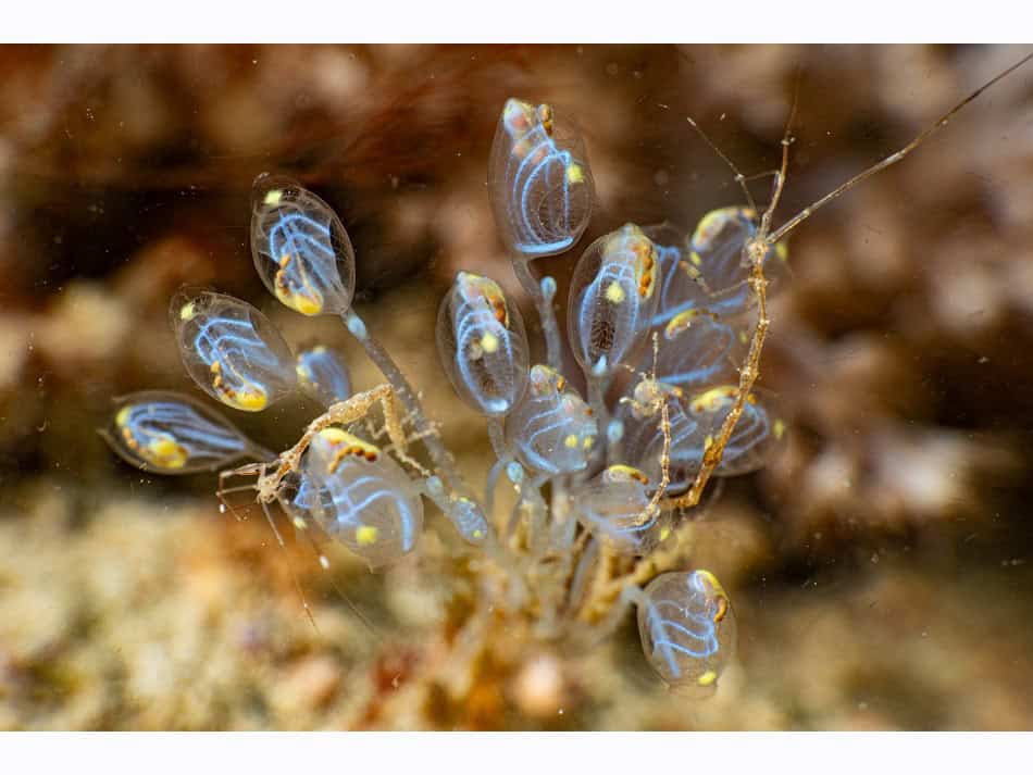 1er Prix Bio Espoir Eau Dela 2025