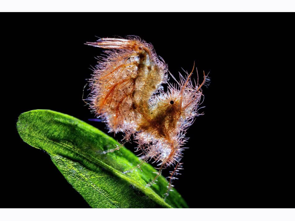 1er Prix Macro Master Eau Dela 2025