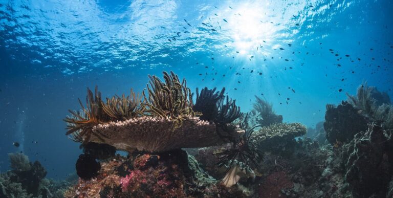 Un récif corallien vibrant, baigné de lumière solaire, abrite une diversité marine fascinante, illustrant la richesse de l...