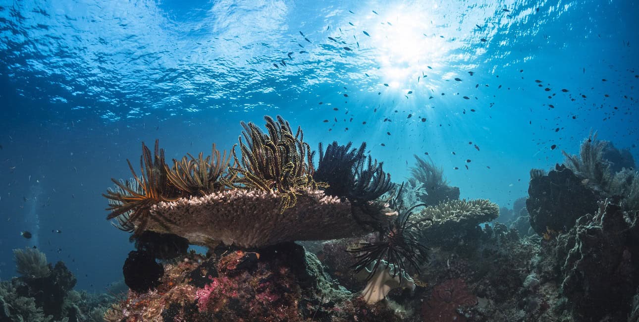 Un récif corallien vibrant, baigné de lumière solaire, abrite une diversité marine fascinante, illustrant la richesse de l...