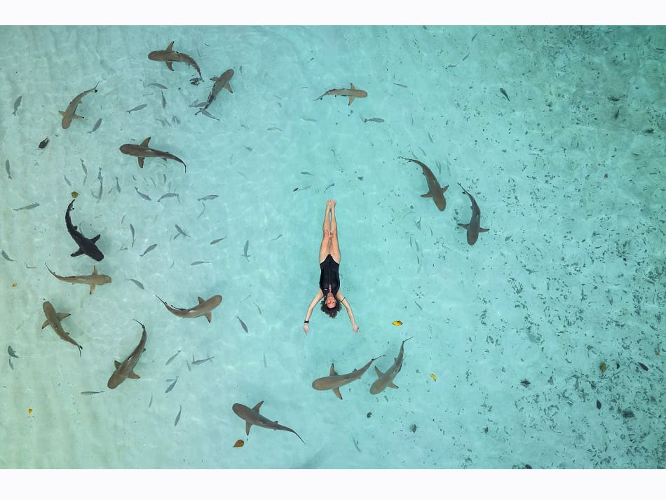 Dossier Rencontre Requins (c) Fabrice Dudenhofer 1