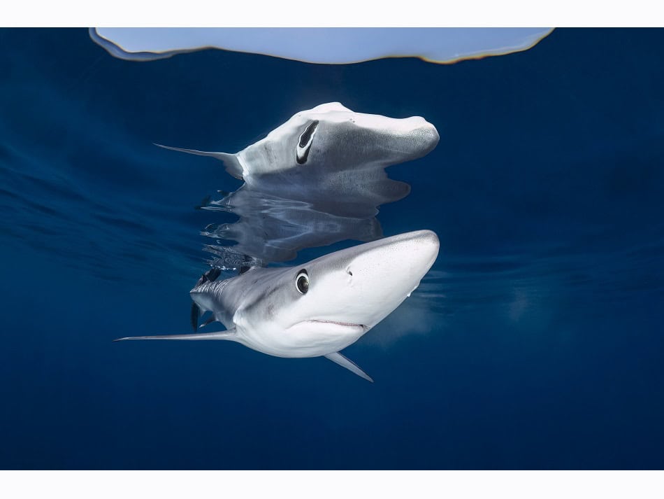 Dossier Rencontre Requins (c) Fabrice Dudenhofer 13