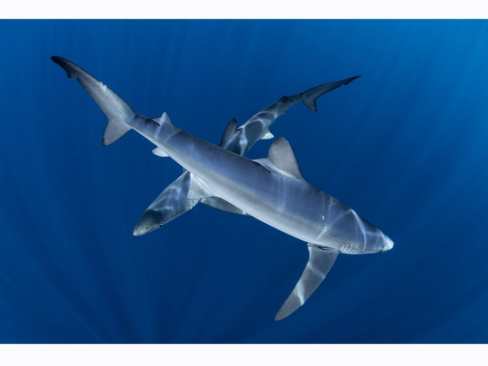 Dossier Rencontre Requins (c) Fabrice Dudenhofer 14