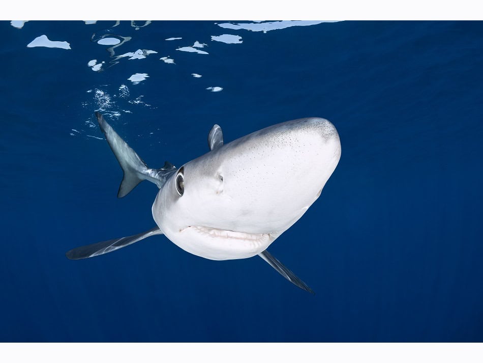Dossier Rencontre Requins (c) Fabrice Dudenhofer 15