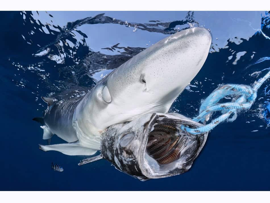 Dossier Rencontre Requins (c) Fabrice Dudenhofer 16