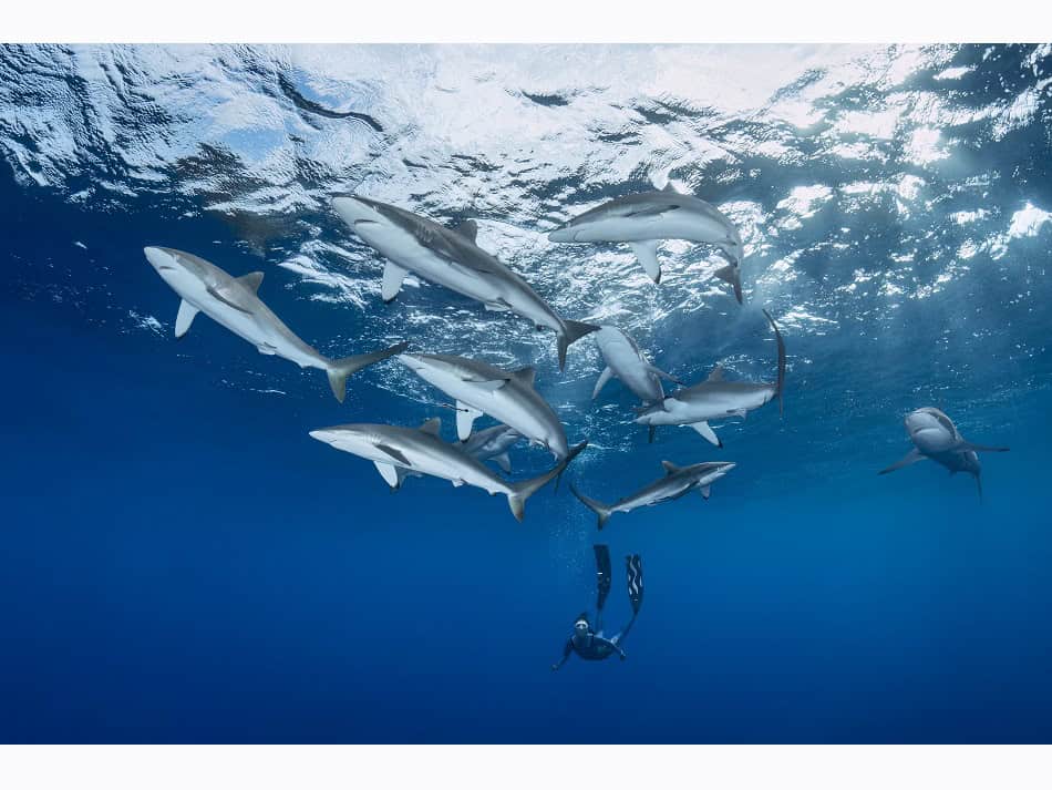 Dossier Rencontre Requins (c) Fabrice Dudenhofer 18