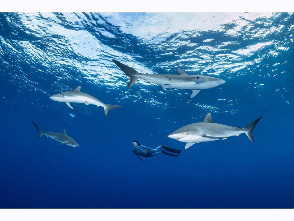 Dossier Rencontre Requins (c) Fabrice Dudenhofer 19
