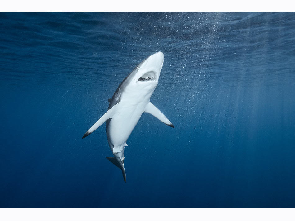 Dossier Rencontre Requins (c) Fabrice Dudenhofer 21